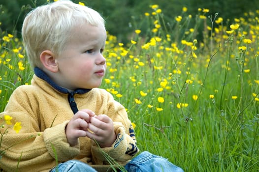 A 3 year old sitting in the grass and between buttercups.
