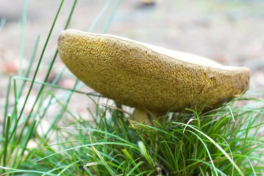 Beautiful mushroom from beneath in autumn.  Shallow dof.