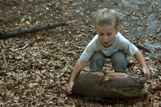 Boy trying to lift a tree branch.