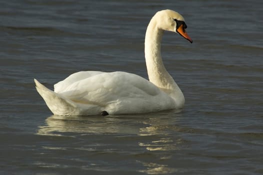 Swimming swan relaxing in the sun