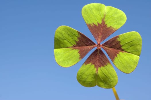 Four leave clover with blue background on a sunny day.
