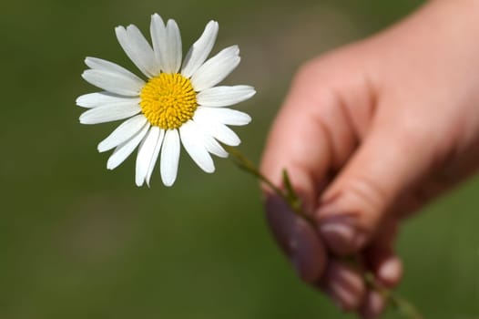 Kid's hand holding a daisy, for you!