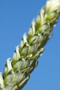 Extreme closeup of grain wheat, focus in the middle. On blue background.