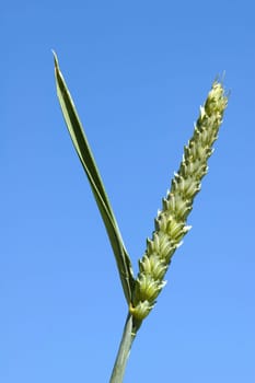 Grain wheat isolated on a blue sky.