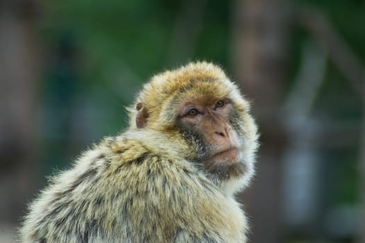 Resting Berber ape in a zoo
