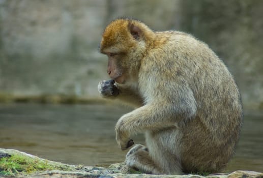 Resting Berber ape in a zoo