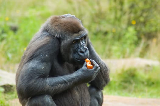 A gorilla acting in a wildlife environment