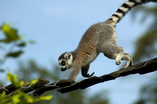 Lemur catta climbing against a blue sky.