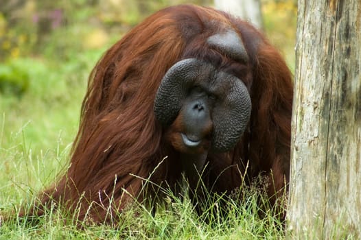Orang oetan looking at you, he is very big, watch out!