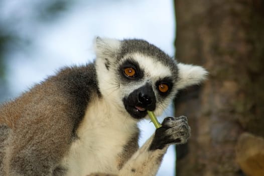 Lemur catta eating a part of a plant.