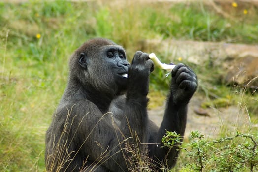 Gorilla enjoying his meal, sitting relaxed in the grass.