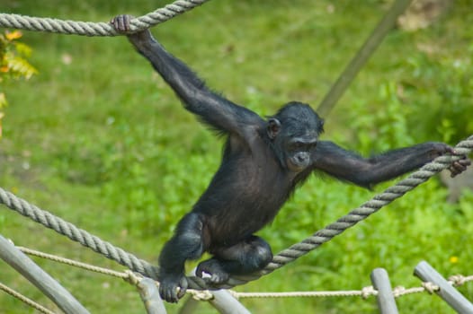 Ape playing and swinging between ropes in a zoo.