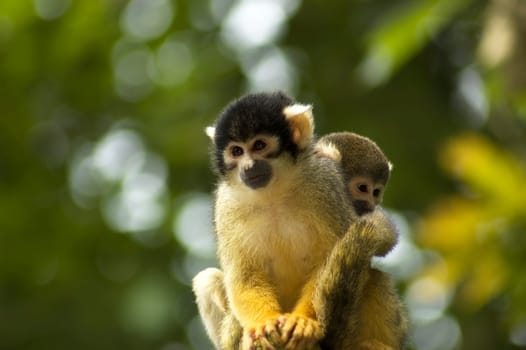 A mom and baby squirrel monkeys sitting and looking.