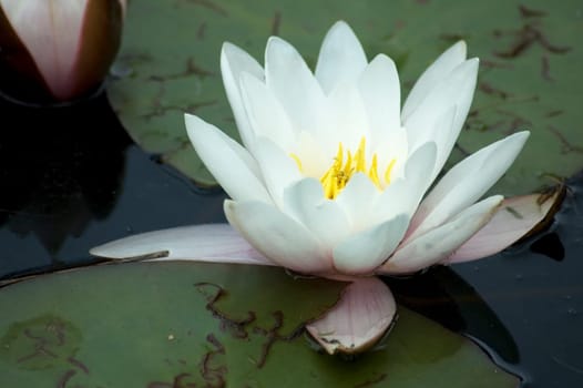 Beautiful water lilly in a pool.