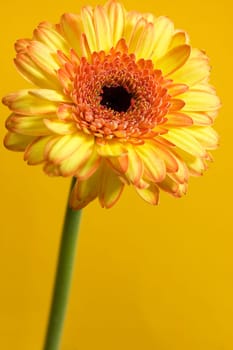 Yellow gerbera against an orange background. Focus on the center of the flower.