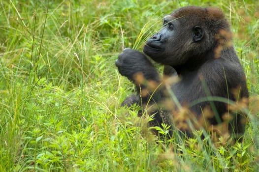 Gorilla sitting in the grass and playing with a couple of strokes.