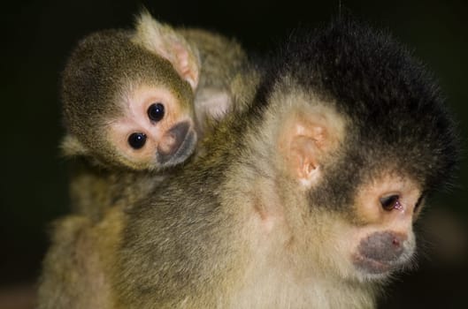 Just born squirrel monkey resting on it's mom.