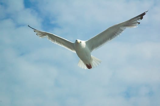 Seagull flying overhead, looking down at you. On blue cloudy sky.