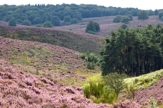 Beautiful, colorful landscape picture with purple heather.