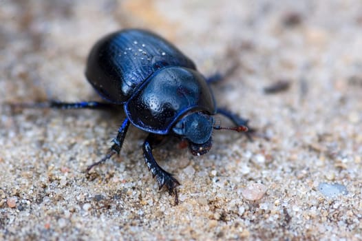 Blue bloody-nosed beetle sitting on sandy rocks. Macro picture with shallow DOF.
