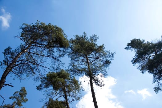 Couple of trees against a blue sky and clouds.