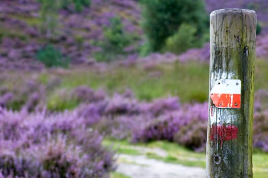 Old sign on an old pole showing you the direction through the heather.