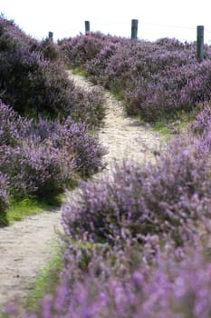 Path leading up through the heather, focus on the 2nd part of the path.