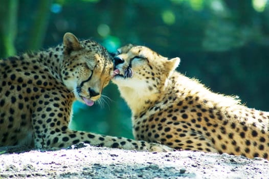 Loving lion couple lying in the sun.