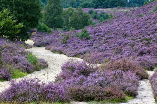 A path through the beautiful purple heather.