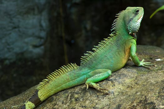 Lizard posing to show its beautiful colors.