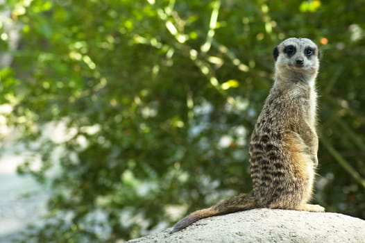 Meerkat looking at you, standing on a rock.