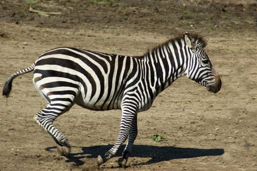 Running zebra in a zoo.