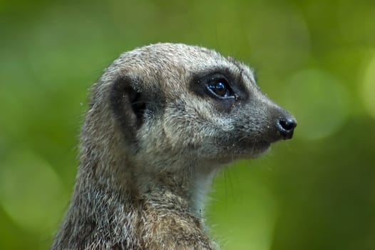 Closeup of a meerkat.