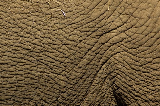 Close-up of a part of an elephant skin.
