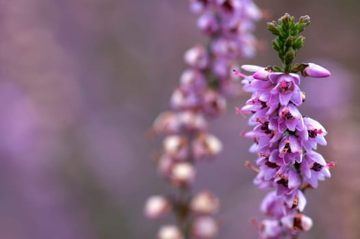 Macro picture of a part of heather.