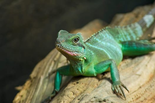 Lizard looking at you.