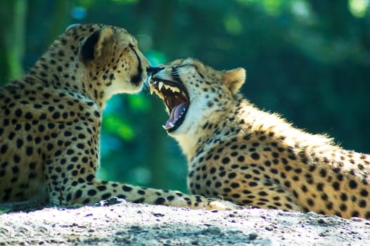 Lion couple lying in the sun.