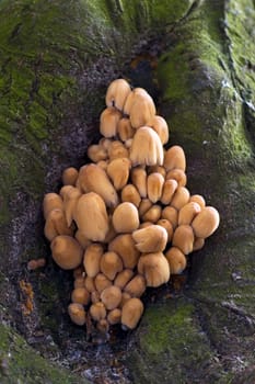 A lot of little mushrooms hiding in a tree.
