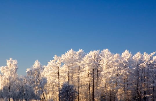 Trees with hoarfrost against a blue sky.
