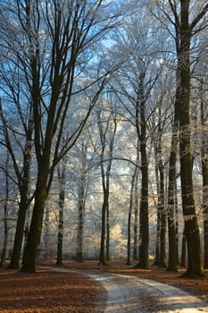 Beautiful winter scenic with path and frozen trees.