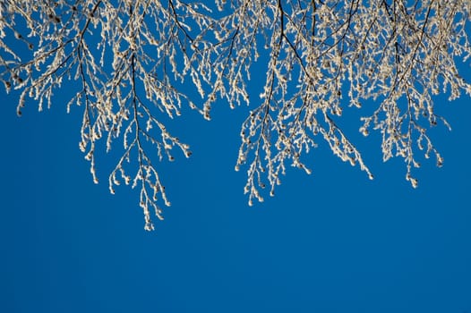 Couple of tree twigs with hoarfrost against blue sky, to be used as copy space.