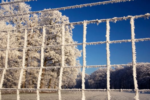Frozen trees shot through a fence with hoarfrost. Focus on the trees in the background.
