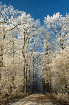 Nice winter scenic with a path and frozen trees against a blue sky.