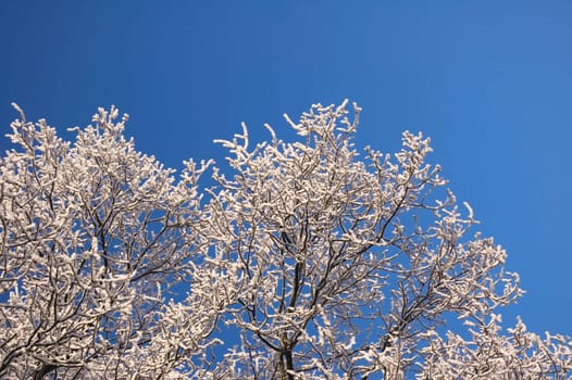 Couple of twigs with hoarfrost against a clear blue sky, to be used as copy space.