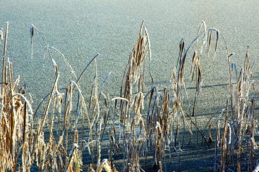 Cane with hoarfrost in a frozen lake.