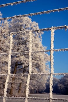 Frozen trees shot through a fence with hoarfrost. Focus on the fence.