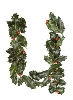Holly Leaves with berry's in the form of the letter U. Isolated on white.