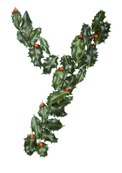 Holly Leaves with berry's in the form of the letter Y. Isolated on white.