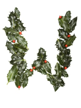 Holly Leaves with berry's in the form of the letter W. Isolated on white.