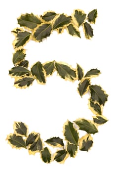 Holly Leaves in the form of the digit five. Isolated on white.
